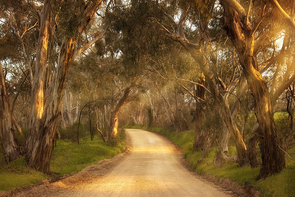 Winding dirt road through tall eucalyptus trees with golden sunlight filtering through the leaves and green grass along the edges